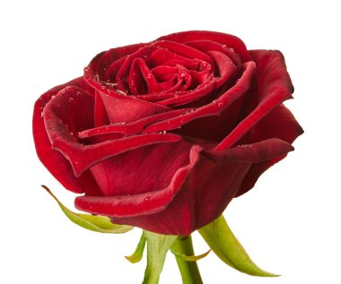 Kırmızı gül yakın plan. 