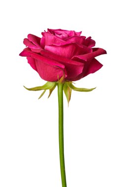 Pembe gül yakın plan 