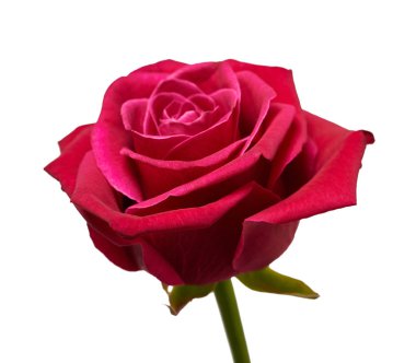 Kırmızı gül yakın plan.  