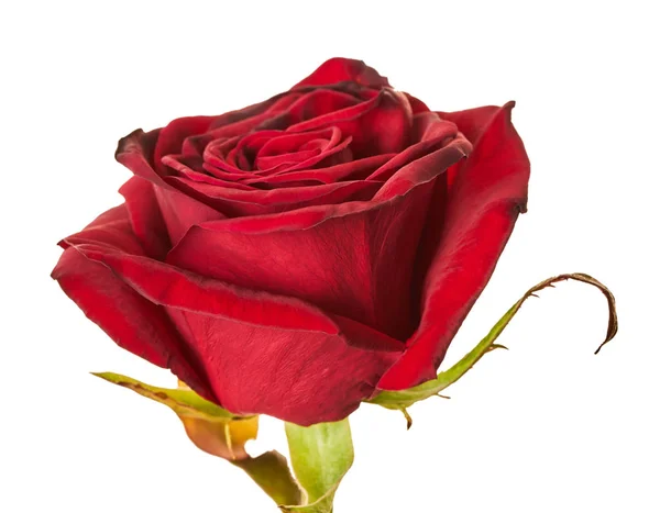 Vörös rózsa közelkép — Stock Fotó