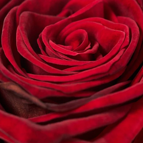 Red rose texture, petals closeup — Stock Photo, Image