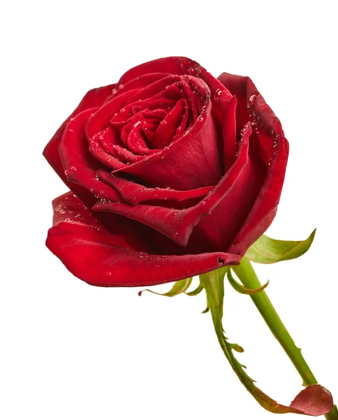 Vörös rózsabimbó közelkép — Stock Fotó