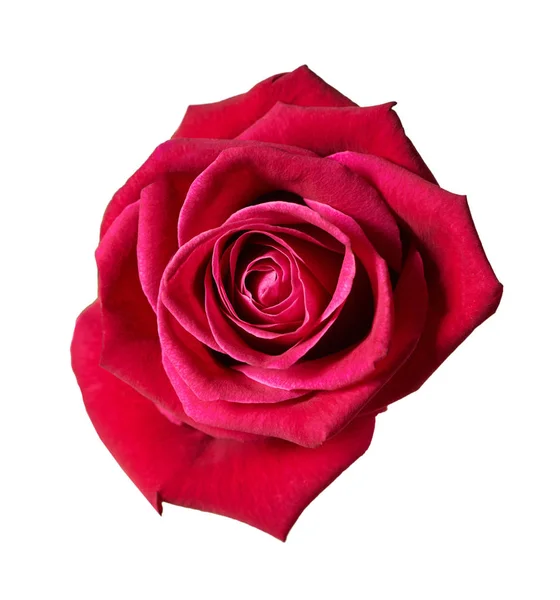 Rózsa-bud közelről — Stock Fotó