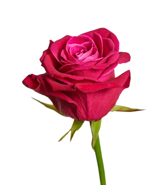 Rózsaszín rózsa közelkép — Stock Fotó