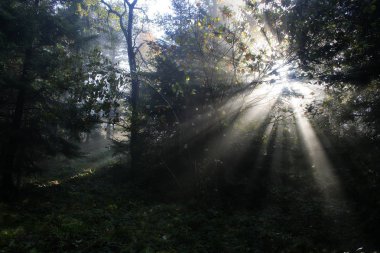 Sihirli orman, Polonya