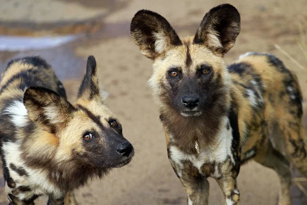 Cão selvagem africano — Fotografia de Stock