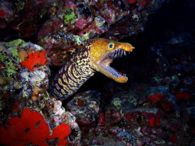 Kaplan moray, Tenerife, sualtı.