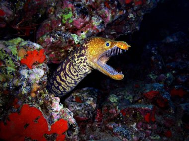 Tiger moray, Tenerife, underwater. clipart