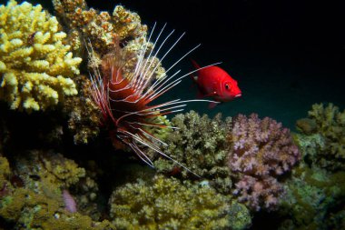 Lionfish, Kızıldeniz, sualtı.