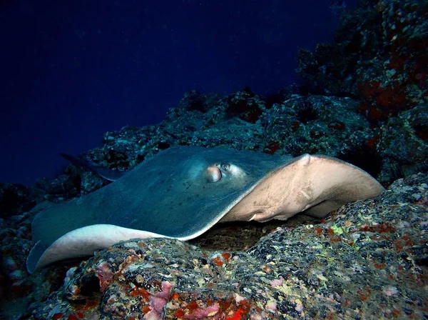 Atlantik stingray, sualtı