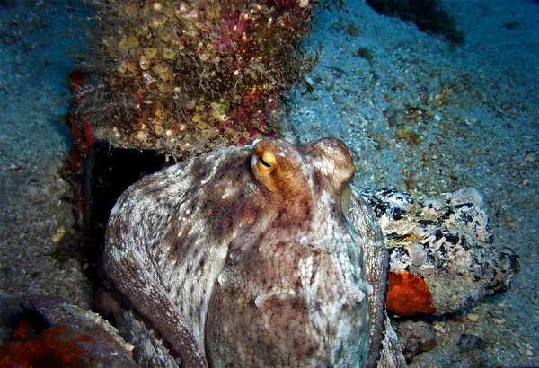 Octopus, Tenerife, underwater.