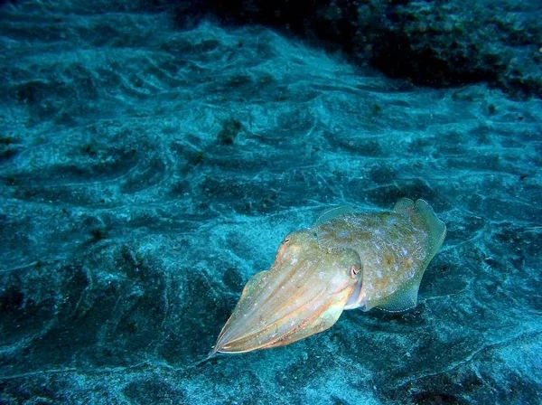 Cuttlefish, Tenerife, subaquático . — Fotografia de Stock