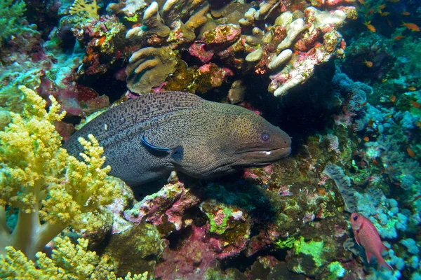 Obří moray, pod vodou. — Stock fotografie