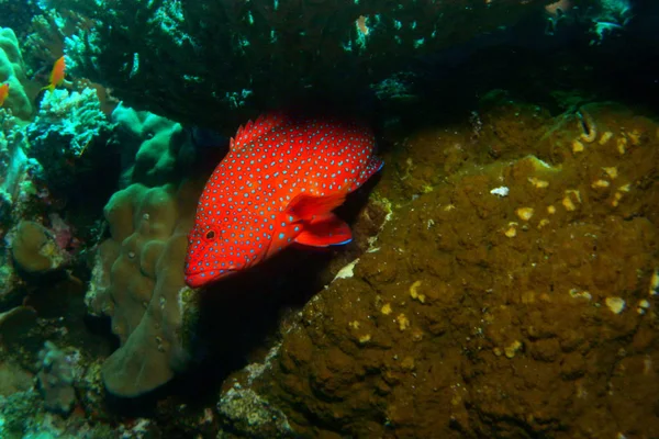 Coral Grouper, underwater.