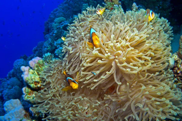 Roter Seeanemonenfisch, Unterwasser. — Stockfoto
