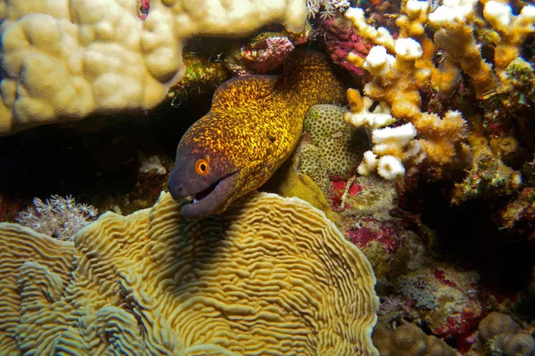 Žlutá moray, pod vodou. — Stock fotografie