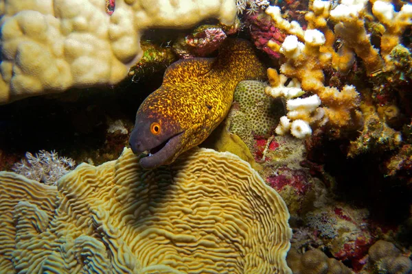 Sarı moray, sualtı.