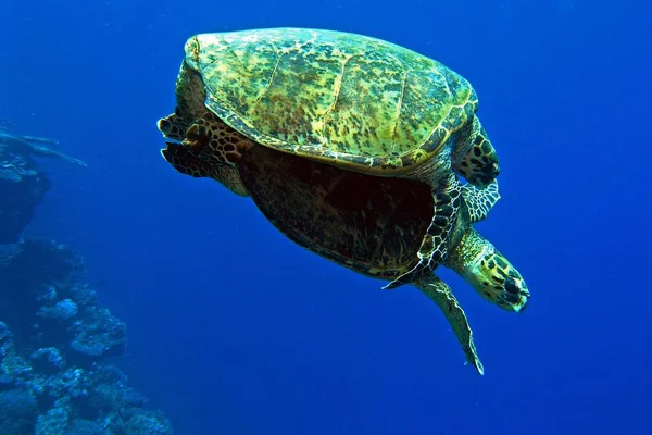 Tengeri teknősök a szerelem — Stock Fotó