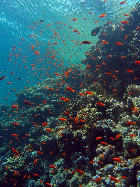 Coral Reef, underwater. — Stock Photo, Image