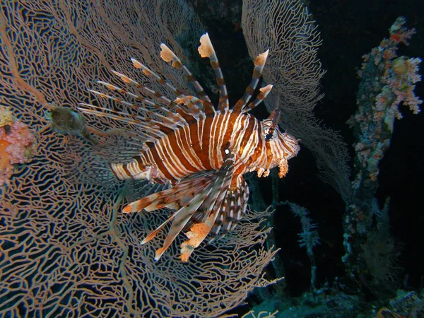 Червоний Lionfish, під водою — стокове фото