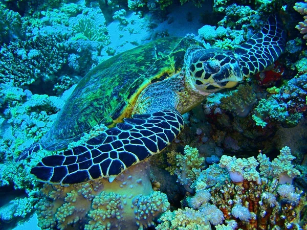 Falkenschildkröte, Unterwasser. — Stockfoto