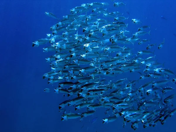 Okullaşma mackerels, sualtı. 