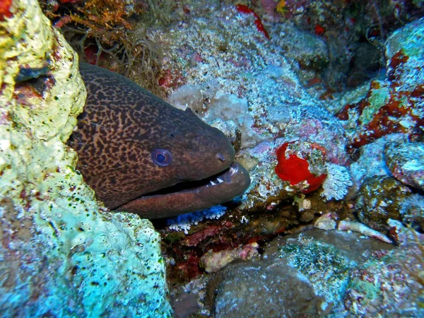 Obří moray, pod vodou. — Stock fotografie