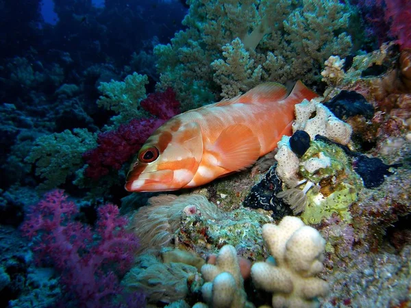 Blacktip kanice, pod vodou. — Stock fotografie