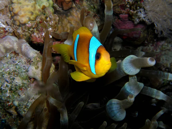 Pez payaso, Mar Rojo, bajo el agua . — Foto de Stock