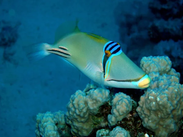 Picasso fisk, under vattnet. — Stockfoto