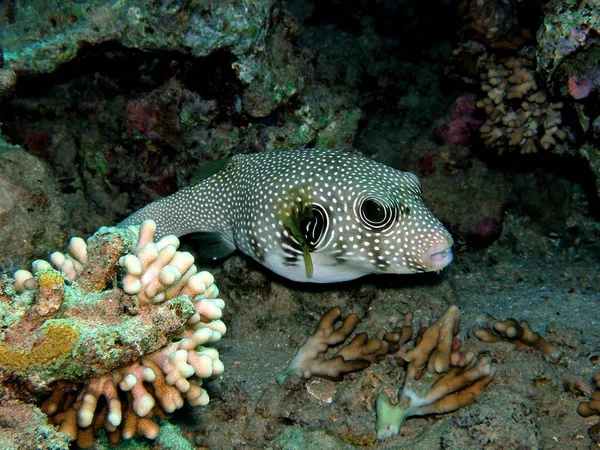Рыба-фугу, Красное море, под водой . — стоковое фото
