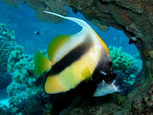 Bannerfish, röda havet, under vattnet. — Stockfoto