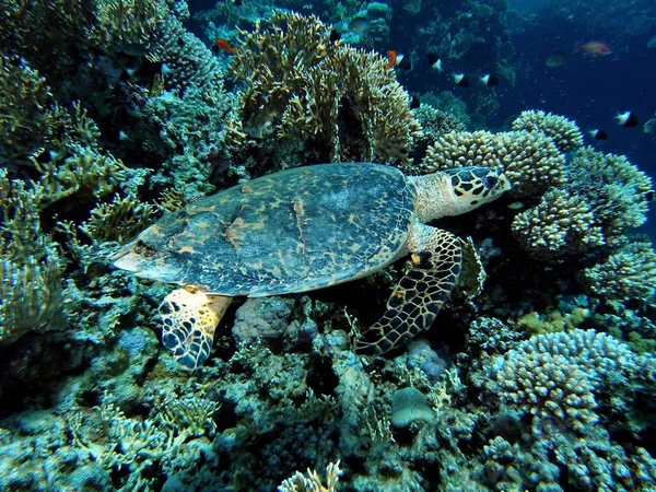 Tartaruga marina, sott'acqua . — Foto Stock