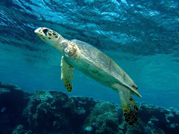 Инвалидная морская черепаха, подводная . — стоковое фото