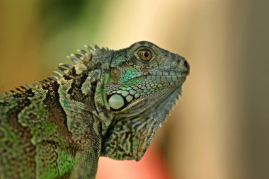 Yeşil iguana portre