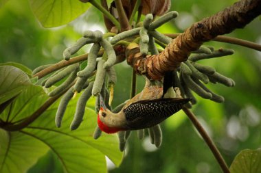 Guatemala altın ağaçkakan