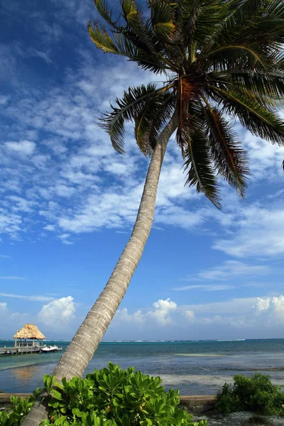 Praia de Ambergris Caye — Fotografia de Stock