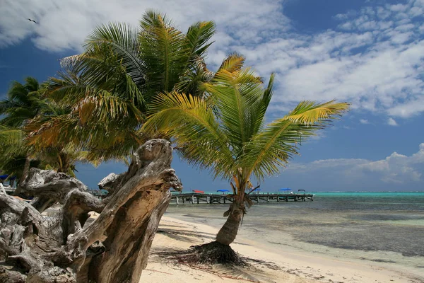 Ambergris Caye παραλία — Φωτογραφία Αρχείου