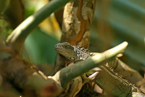 Retrato de Iguana Verde — Fotografia de Stock