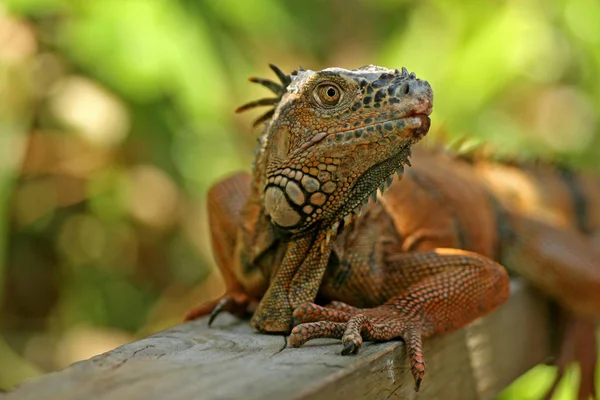 Yeşil iguana portre