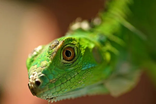 Retrato de iguana juvenil — Fotografia de Stock
