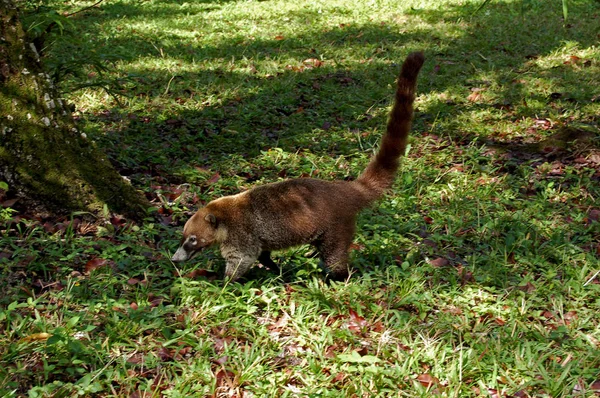 Coati in Tikal — Stockfoto