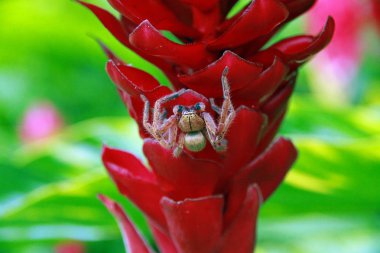 çiçekler üzerinde Spider