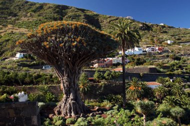 Antik ejderha ağaç