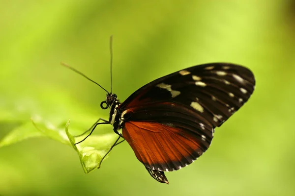 Бабочка, остров Тенерифе — стоковое фото