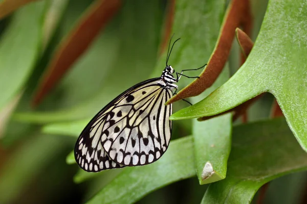 Ideia leuconoe - borboleta — Fotografia de Stock