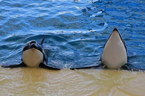 Orca - ballena asesina —  Fotos de Stock