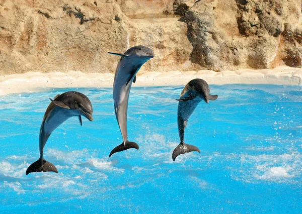 Espectáculo de delfines, Lorro — Foto de Stock