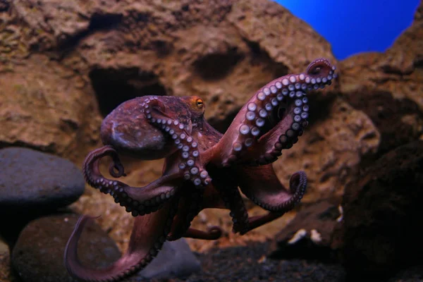 Octopus, Lorro, Tenerife — Fotografia de Stock
