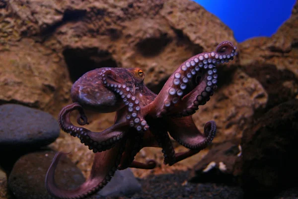 Pulpo, Lorro, Tenerife — Foto de Stock